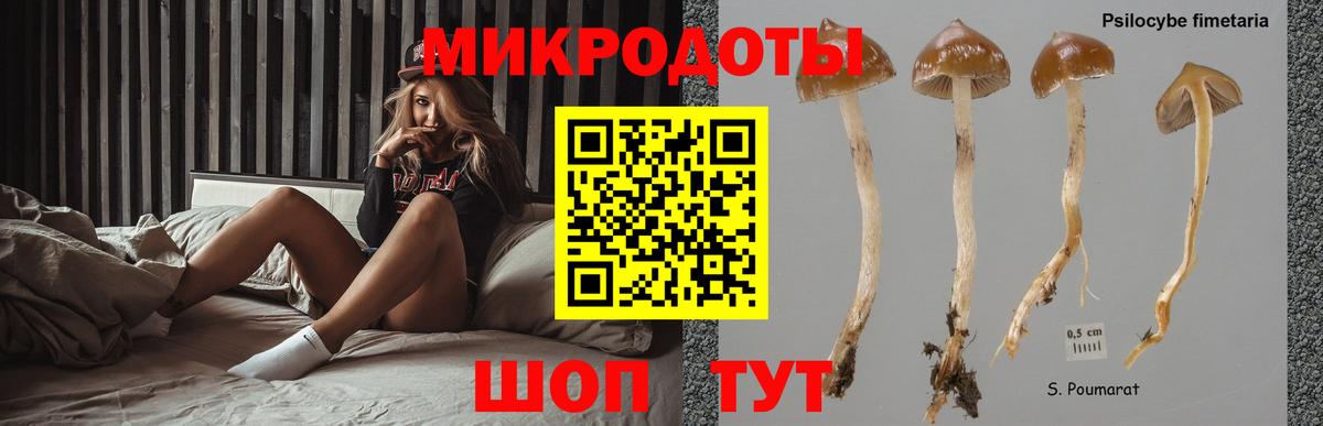 Галлюциногенные грибы Psilocybine cubensis Удомля